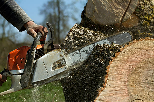 Tree Root Removal in Warden, WA